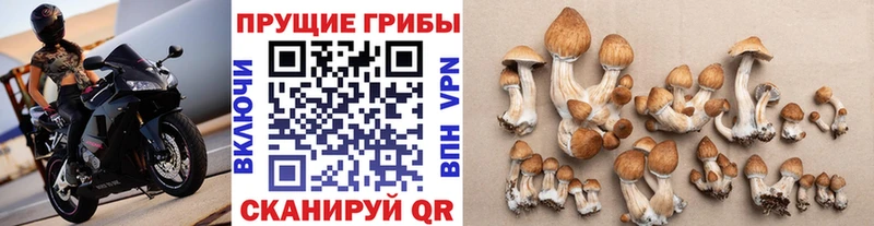 Галлюциногенные грибы Psilocybine cubensis  ОМГ ОМГ зеркало  Фрязино 